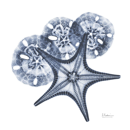 Picture of INDIGO STARFISH AND SAND DOLLAR