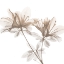 Picture of DRY AZALEA 2