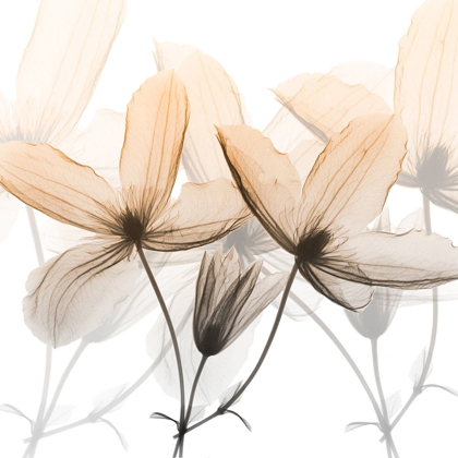 Picture of BITTERSWEET CLEMATIS