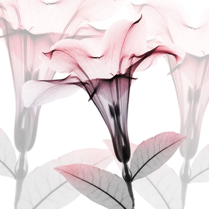 Picture of FLUSHED PLEASURES