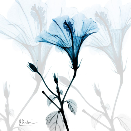Picture of HIBISCUS AZURE