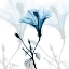 Picture of HIBISCUS AZURE
