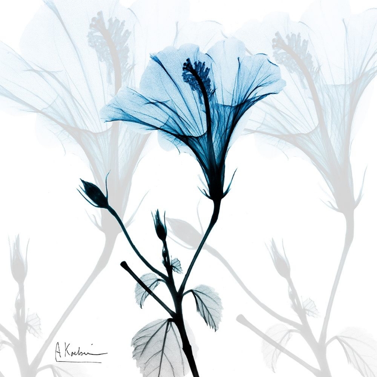 Picture of HIBISCUS AZURE