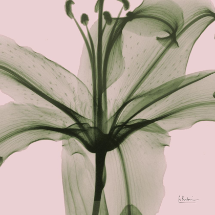Picture of LOVERS LILY