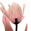 Picture of ALIZARIN SPLENDOR 1