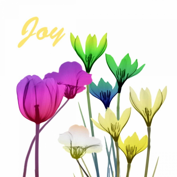 Picture of FLORAL POP JOY