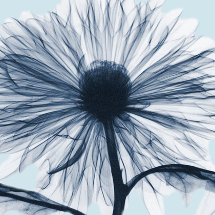 Picture of CHRYSANTHEMUM BLUES