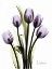Picture of REGAL TULIP B13