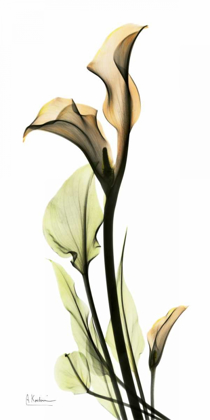 Picture of CALLA LILY