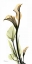 Picture of CALLA LILY