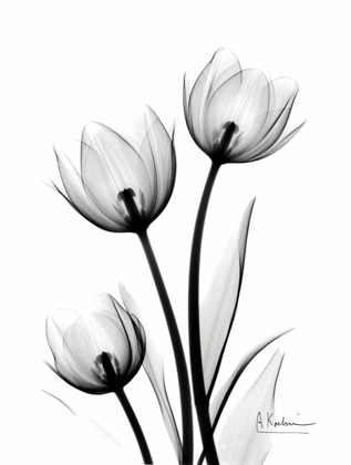 Picture of TULIPS HIGH CONTRAST
