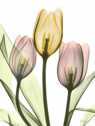 Picture of GENTLE TULIPS