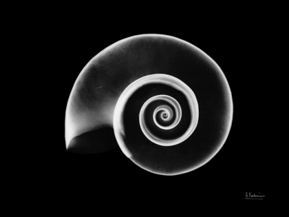 Picture of RAMSHORN SNAIL SHELL