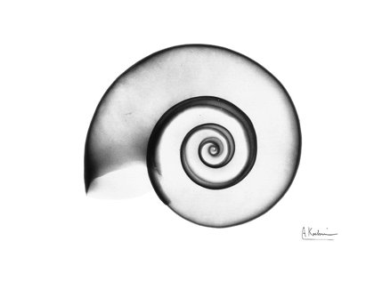 Picture of RAMSHORN SNAIL SHELL