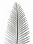 Picture of TROPICAL FERN 2