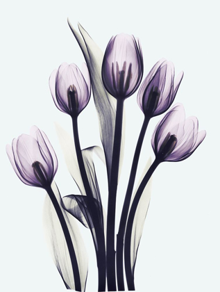 Picture of ESSENTIALLY TULIPS