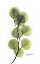 Picture of EUCALYPTUS