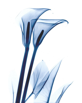 Picture of CALLA LILY INDIGO