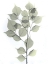 Picture of DALBERSIA