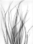 Picture of GRASS 2