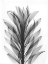 Picture of SONG OF INDIA