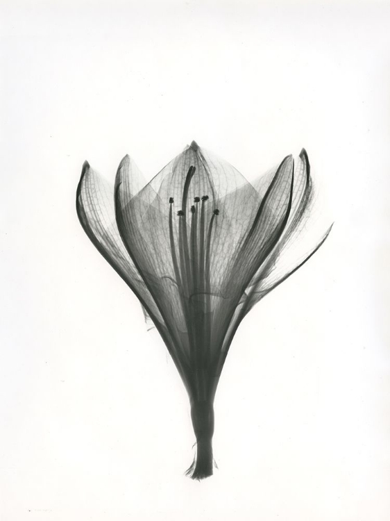 Picture of TULIP