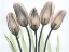 Picture of TULIPS 2