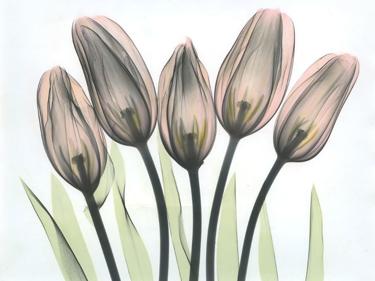 Picture of TULIPS 2