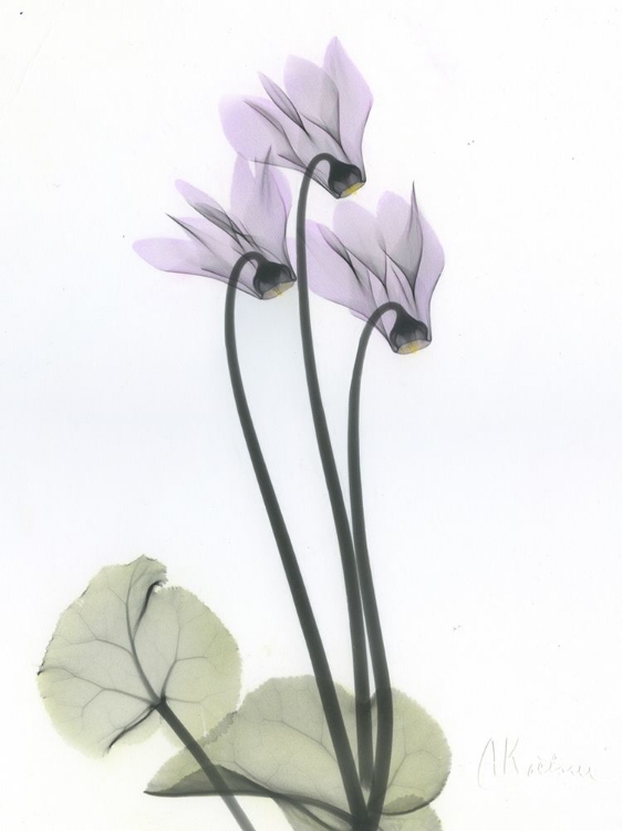 Picture of CYCLAMEN