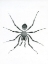 Picture of OUR FRIENDLY TARANTULA