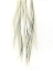 Picture of WEEPING WILLOW