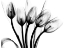 Picture of MARCHING TULIPS