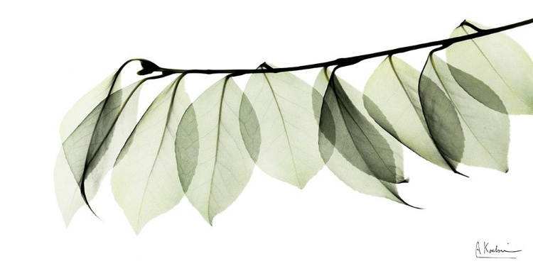 Picture of CAMELIA LEAF IN WHITE