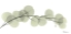 Picture of EUCALYPTUS L196