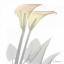 Picture of SUNDAY MORNING CALLA LILY