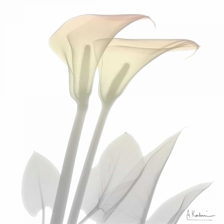 Picture of SUNDAY MORNING CALLA LILY