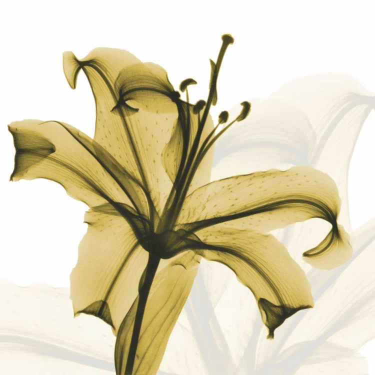 Picture of A GOLDEN LILY