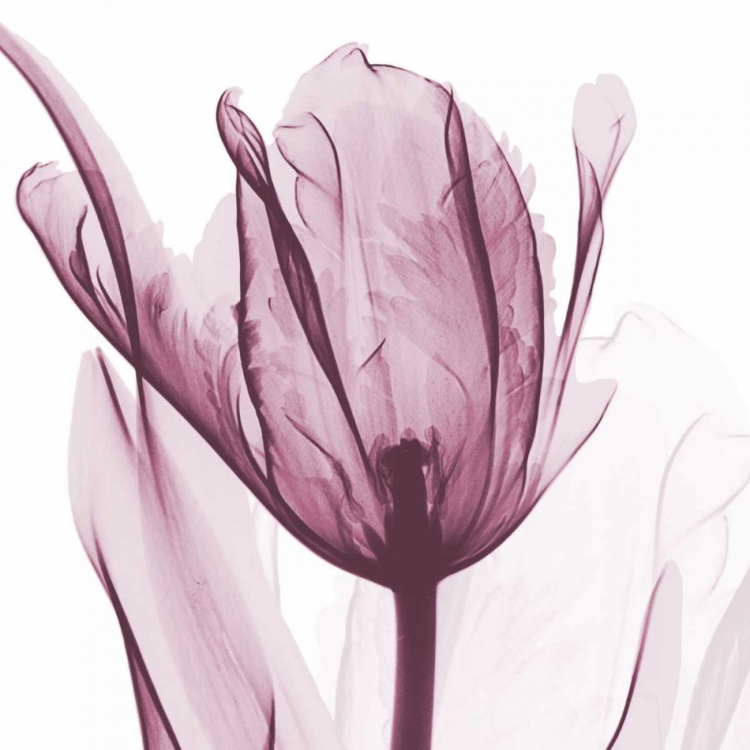 Picture of THE PURPLE TULIP