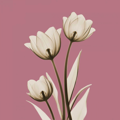 Picture of PINK LUSTER TULIPS