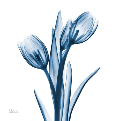 Picture of TULIPS INDIGO