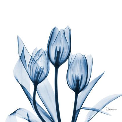 Picture of TULIPS INDIGO