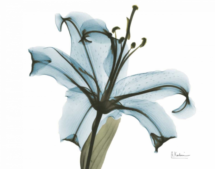 Picture of TEAL LILY