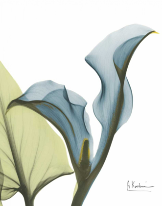 Picture of CALLA BLUES