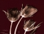 Picture of CRIMSON TULIPS