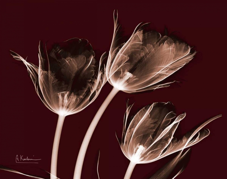 Picture of CRIMSON TULIPS