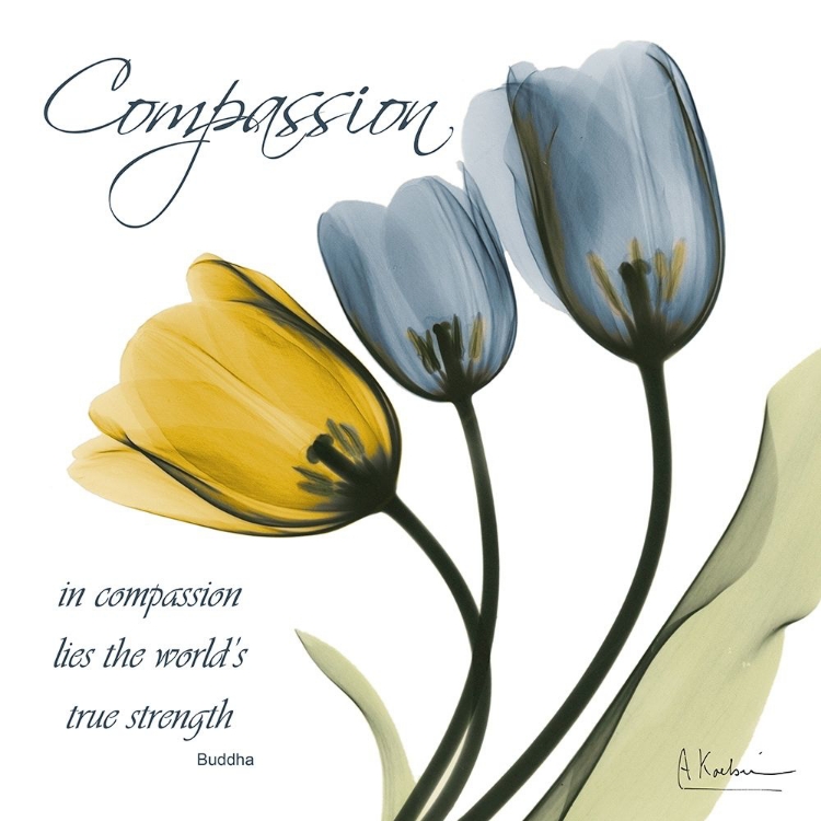 Picture of TULIPS COMPASSION
