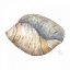 Picture of SEA SHELL NEUTRAL 1