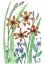 Picture of BLACKBERRY LILY