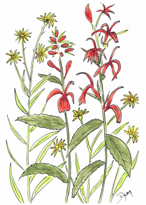 Picture of CARDINAL FLOWER