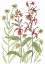 Picture of CARDINAL FLOWER